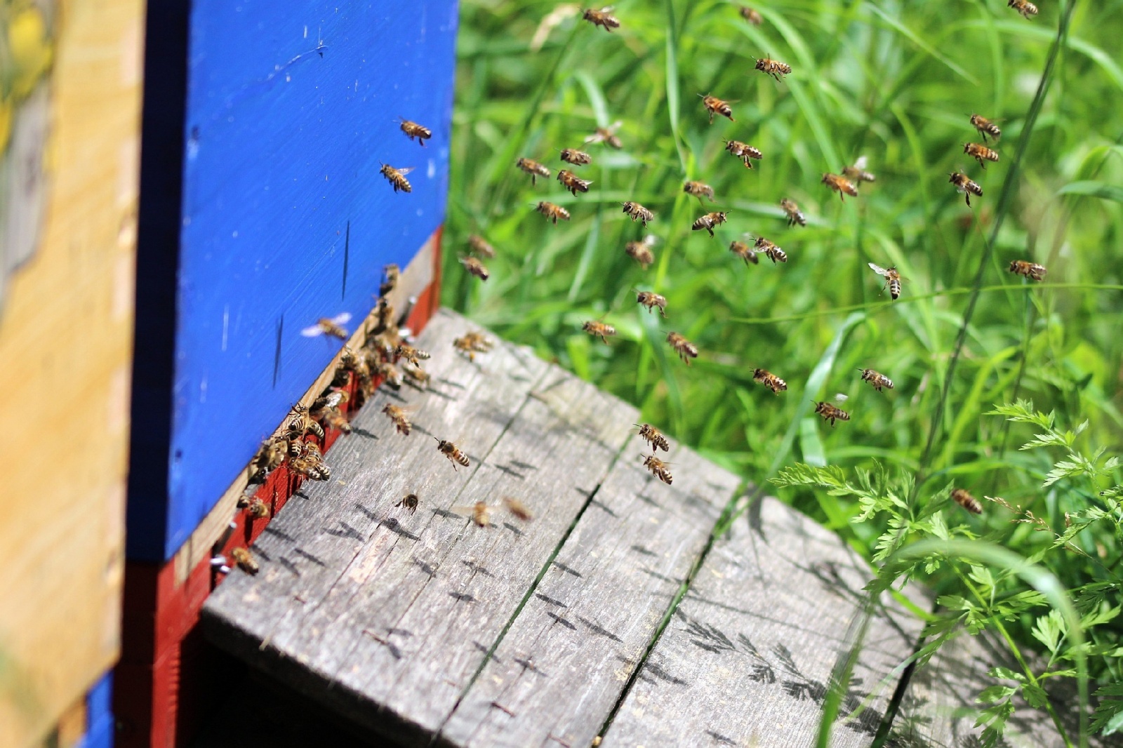 Fleißige Honigbienen, Bild: Bernd Sprenger