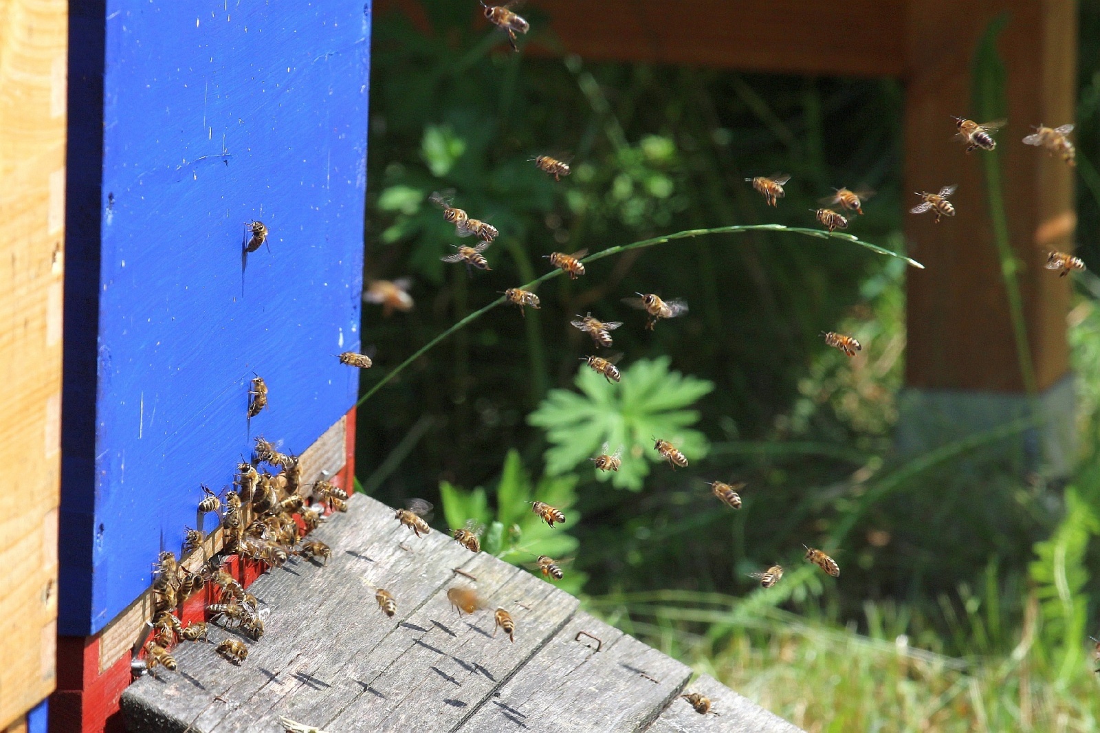 Noch mehr fleißige Honigbienen, Bild: Bernd Sprenger